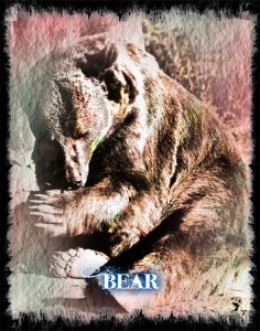 Bear Lenormand